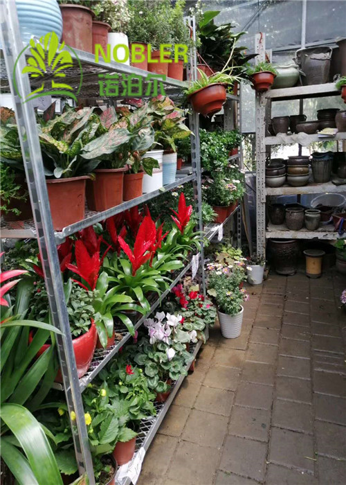 display Danish trolley From China Are Specially Used For Dutch Flower Planting