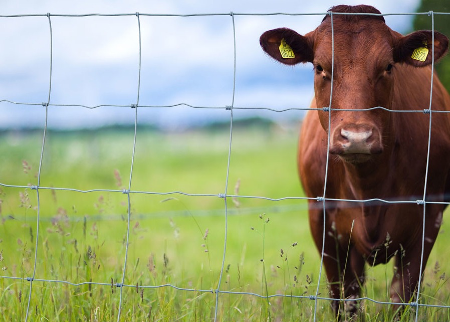 90cm Height Hot Dip Galvanized Farm Wire Fencing For Cattle