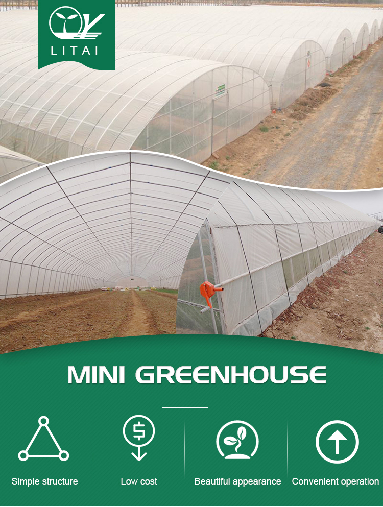Tunnel Greenhouse for Strawberries and Tomatoes Planting Fast Delivery within 30 Days