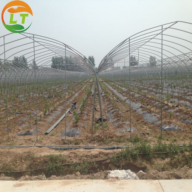 Film Cover Galvanized Skeleton Agricultural Equipment for Mushroom Growing Production