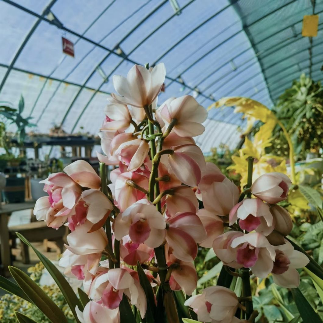 Aquaculture Flower Sunlight Greenhouse System