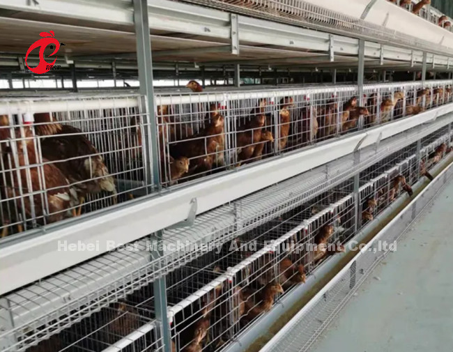 4 Tiers Chicken Cage Full-automatic Equipment Customized Solutions Available Adela