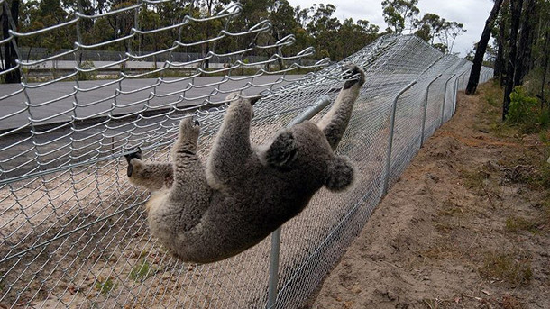Barbed/barbed selvedge Chain-Link Fence1.5mx10x50mmx50mm2.8mm, 29kg