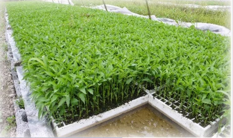 High Density Floating EPS EPP Foam Hydroponic Planting Board Aerosol Cultivation