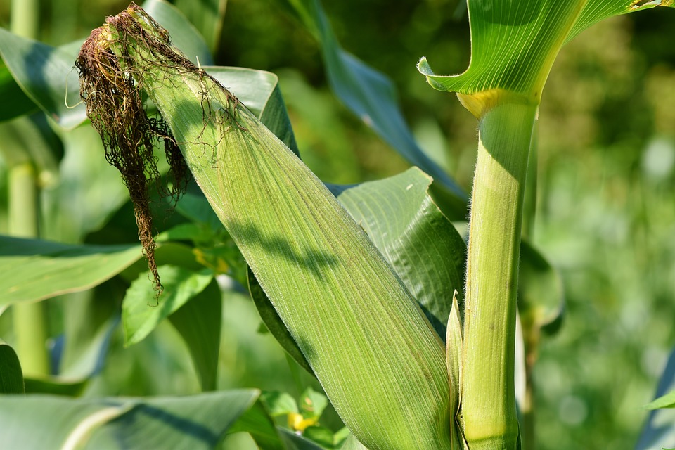Bagease Bagplastics Biodegradable polythene cassava grocery bio carry degradable plastic bag corn starch shopping bags