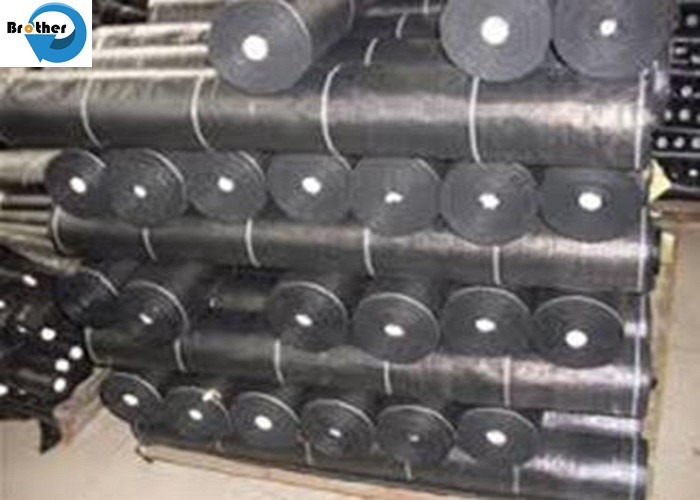 Growing Cucumbers with Spunbond Agriculture Non Woven Cover, Seedling Tomato Weed Control Fabric