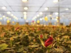 Lighting System for Container Greenhouses