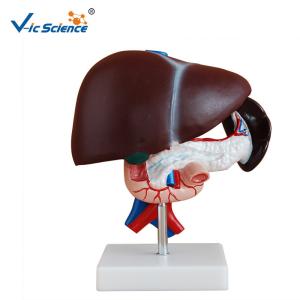 Liver Pancreas And Duodenum Human Anatomical Model Medical Science Model