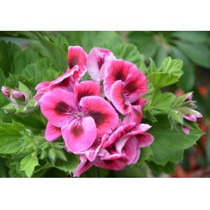 Pelargonium Extract 10:1  used for coametics  high quality