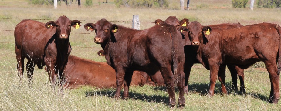 Visual Pig Ear Tags / Custom Ear Tags For Cattle 100000 Times Endurance