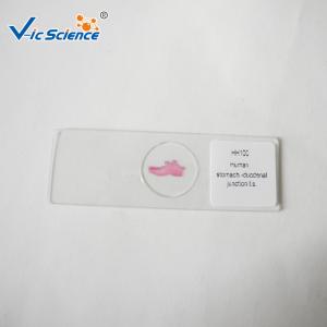 50 Pcs Histology Microscope Slides Histology Microscope Teaching Glass Slides