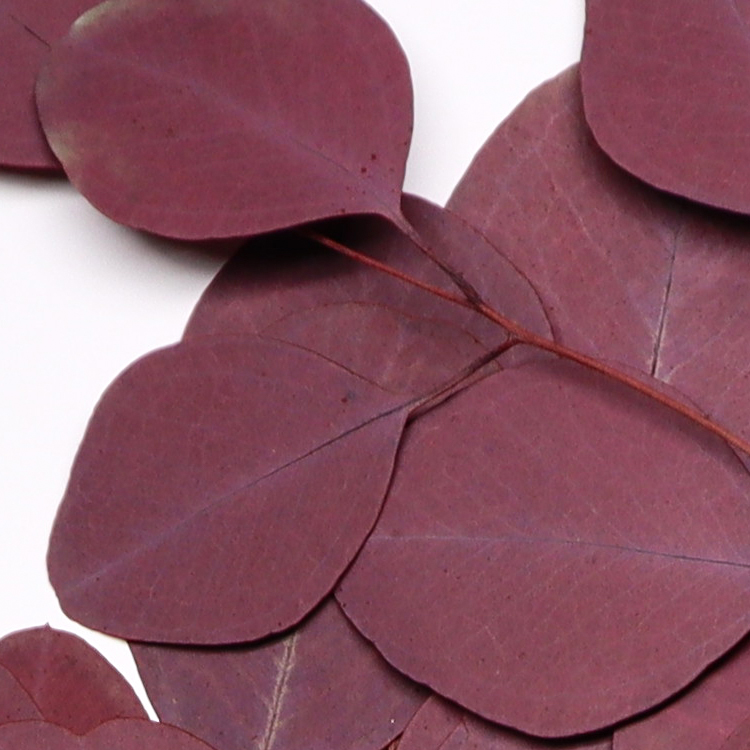 Soft Real Dried Eucalyptus Leaves Can Last 3-5 Years For Decoration