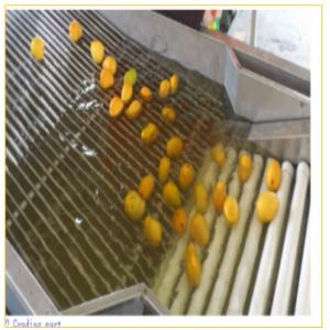 Pear Tomato Lemon Grading Sorting Machine Fruit And Vegetable Washer Machine