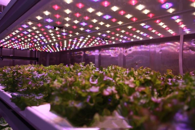 Container Type Green Fodder Machine Hydroponic Commercial Sprouting Machine