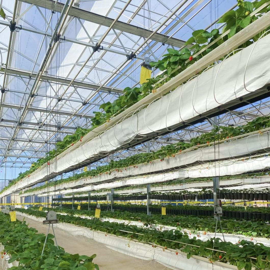 Affordable Glass Greenhouse with Hydroponic Flower System