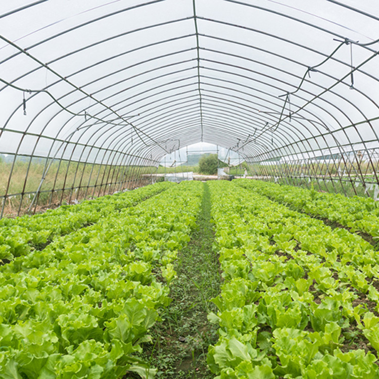 1.5 Meter Arch Rod Distance Tunnel Greenhouse Easy And Hassle-free Installation For Macro Tunnel