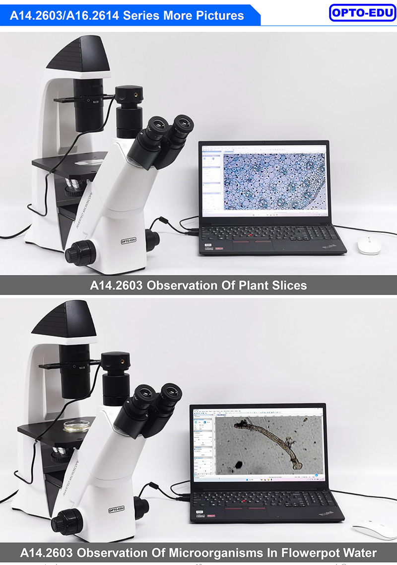 OPTO-EDU A16.2614-UL China Supplier High Brightness Inverted Ultra LED Fluorescent Microscope Price
