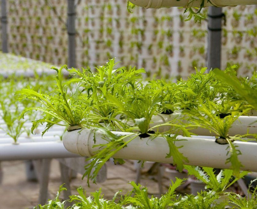 Single-Arch Hydroponics Greenhouse for Pepper Production