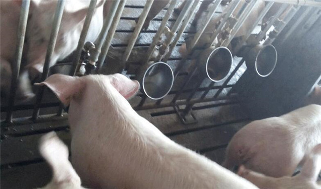 Stainless Steel Hog Waterer Pig Feeders and Drinkers Pig Water Drinkers