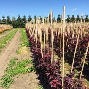 100 % Natural Strong Durable Moso Bamboo Pole Customize Length