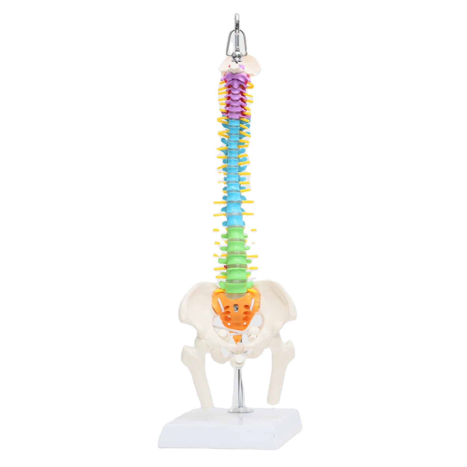 Vertebrae Nerves Arteries Pelvic Bone And Femur Anatomical Skeleton Full Size With Stand