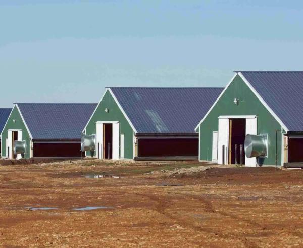 Gymnasium Warehouse Industrial-Style Steel Structure Poultry Farm Storage Shed