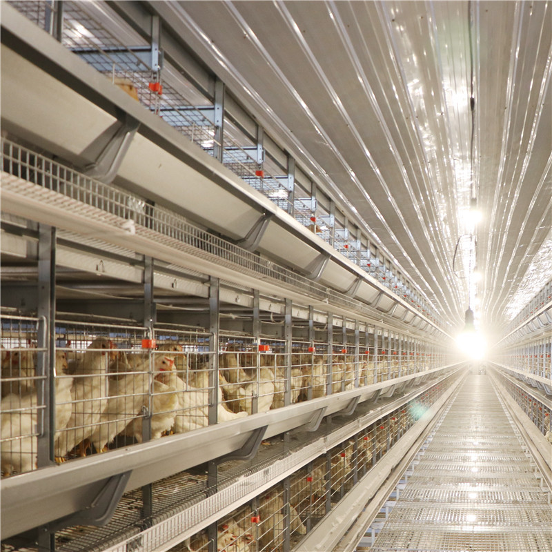 Farm H Type 4 Door Layer Chicken Cage Q235 Steel Wire Welding