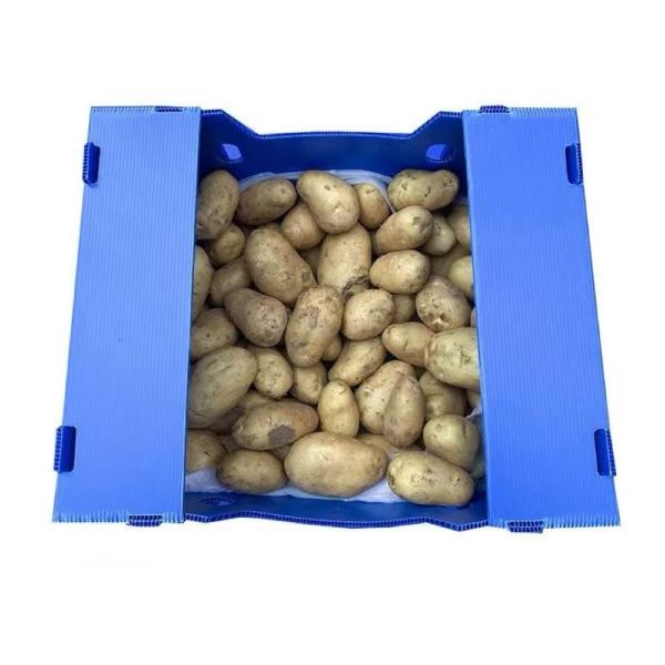 China Rectangular PP Corrugated Sheet Box Recyclable Foldable Plastic Box Blue on sale China Rectangular PP Corrugated Sheet Box Recyclable Foldable Plastic Box Blue on sale