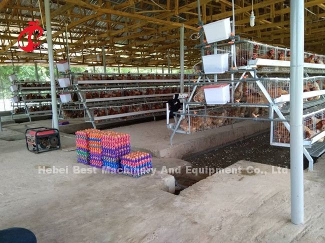 Egg Laying Chicken 96 Birds Broiler Battery Cage System Durable Corrosion Resistance Emily