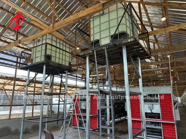 Battery Layer Raising Equipment 200 Birds H Type Automatic Cage System with Video Installation Doris