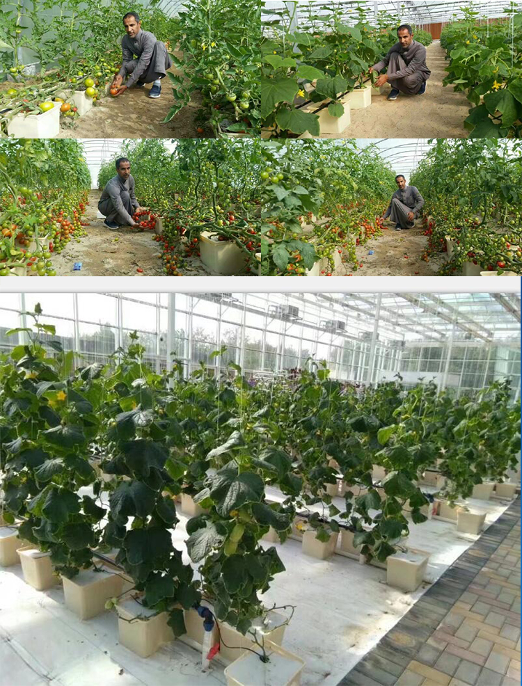 Dutch Bucket Hydroponics For Greenhouse Crop Growing Agricultural