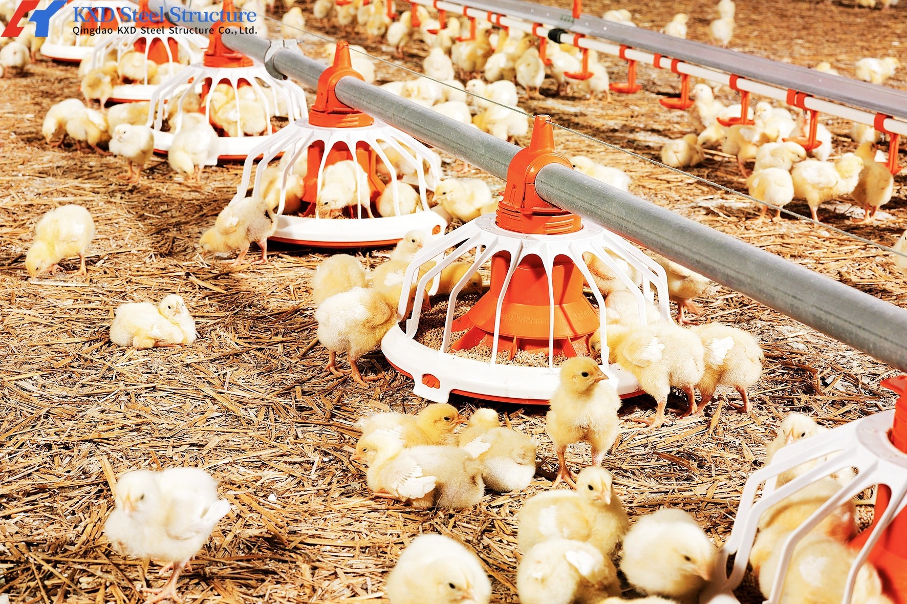 Anti Rust Broiler Pan Feeding System Automatic Plastic Slat Floor For Poultry