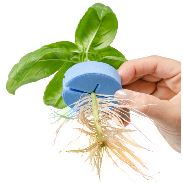Heat Resistant Non Toxic Seeds Plant Cloning Collar Foam