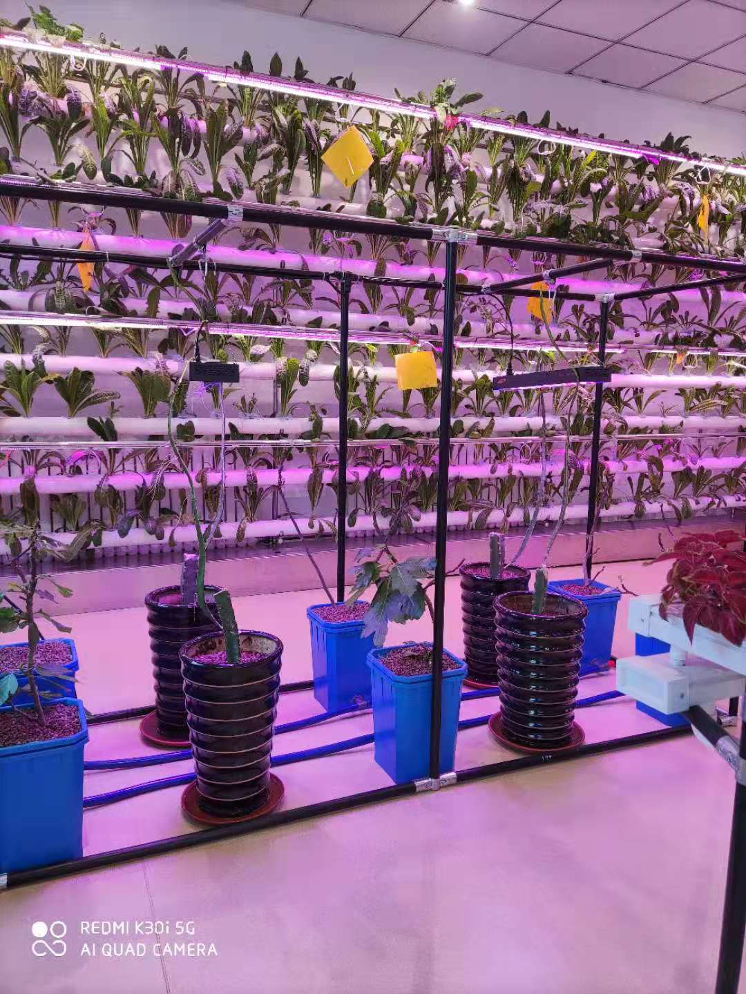 Black Multi_span Greenhouse Grow Box Dutch Bato Bucket Hydroponic System Dutch Bucket