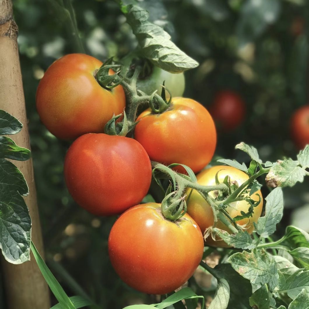 Aquaponics Sunlight Greenhouse Vegetable Production System