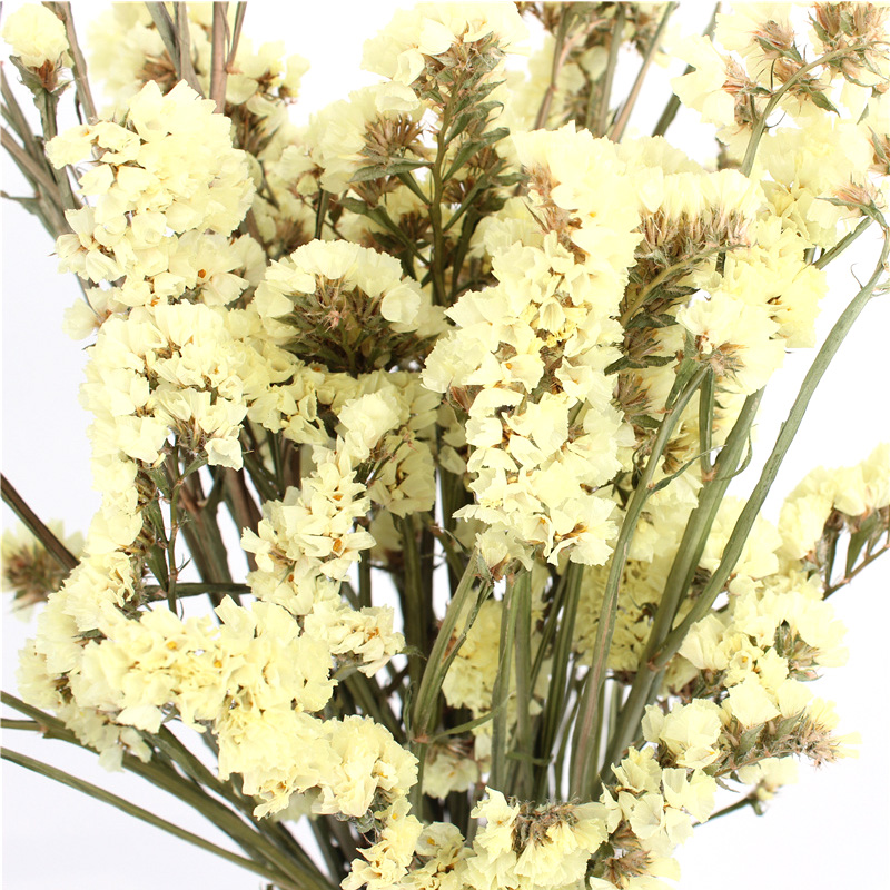Statice Limonium Beautiful Dried Flowers Beautiful With Long Using Time