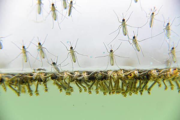 Biological Mosquito Insecticide Mosquito Densovirus Bacillus Thuringiensis Subsp