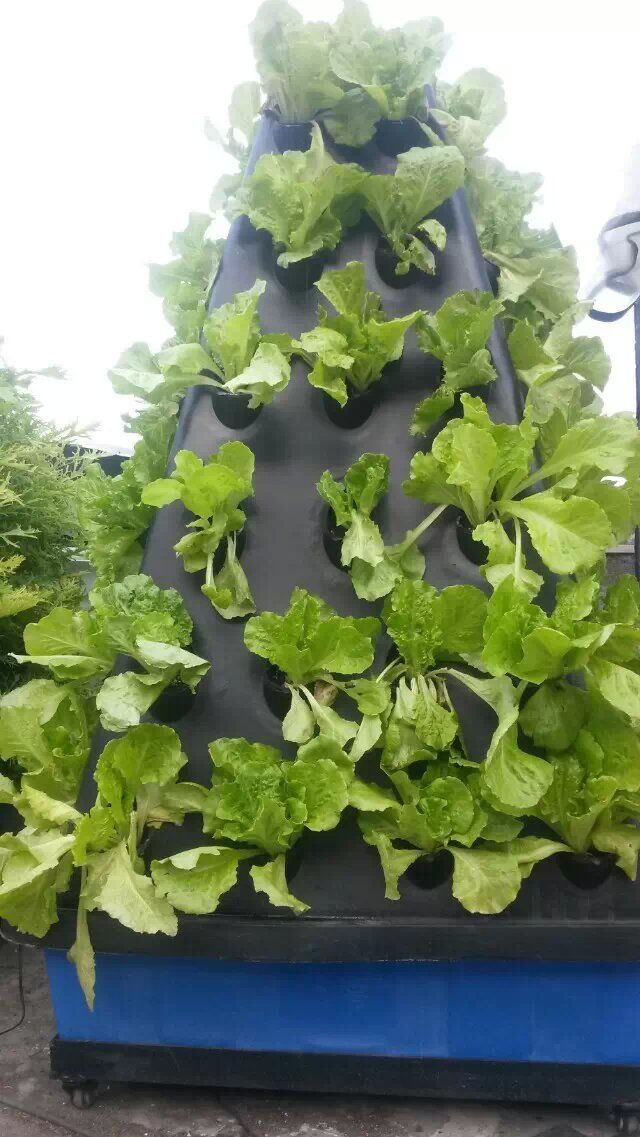 Commercial Aeroponics Hydroponic System For Greenhouse Vegetables Growing