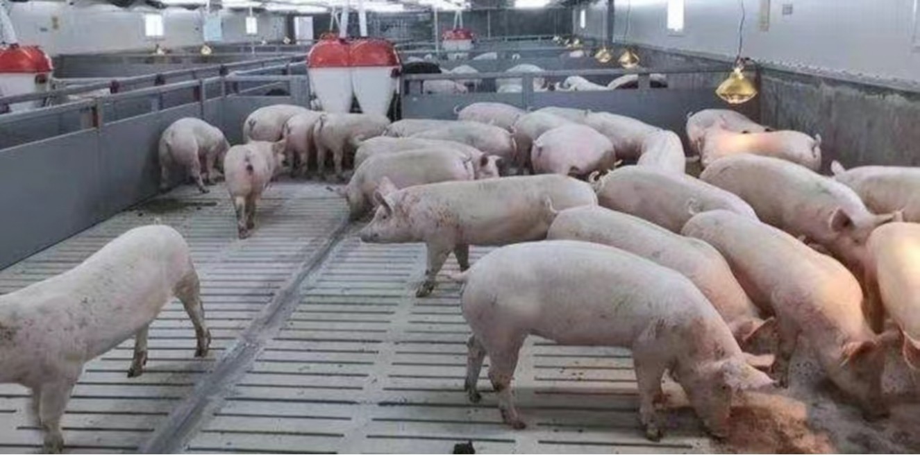 Pig Farm Customized Size Swine Cage Crate With Concrete Slatted Floor