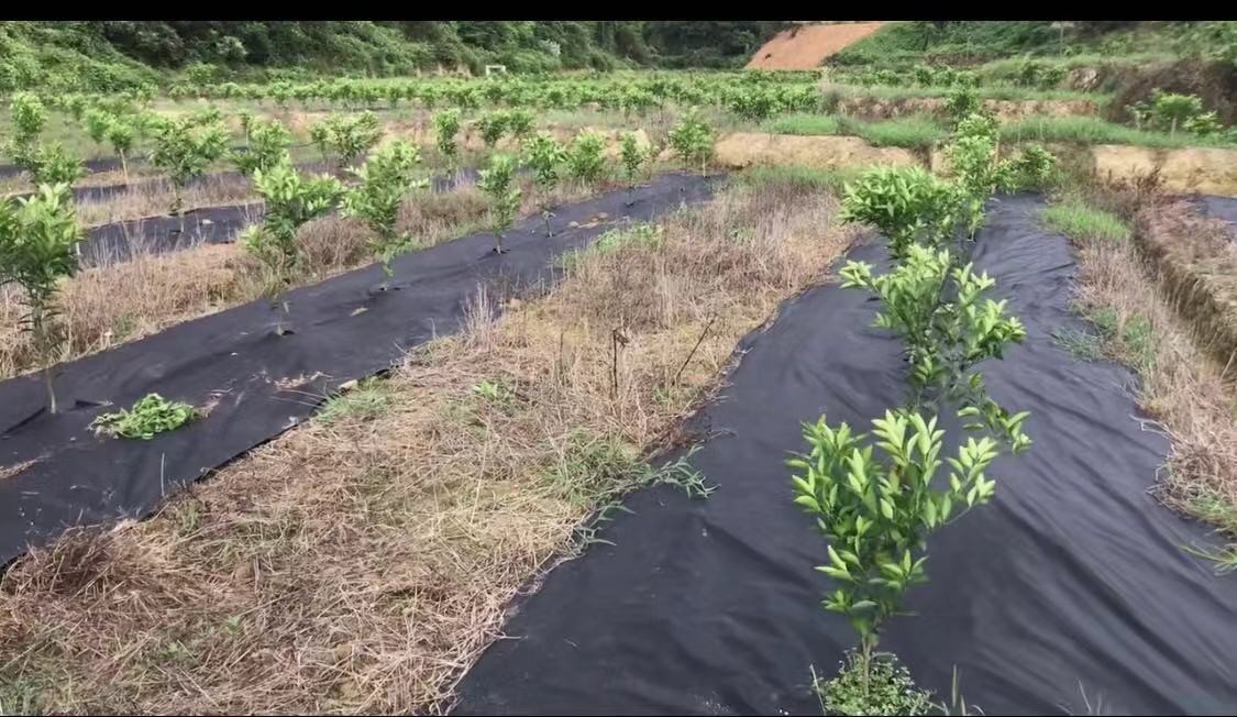 Landscape Weed Control Non Woven Fabric PP Material For Home Gardens Free Gardening