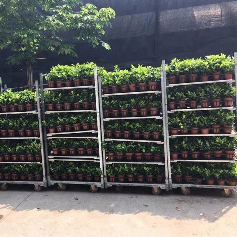 Greenhouse Garden Dc Container Transport Dutch Danish Flower Trolley Nursery Cart