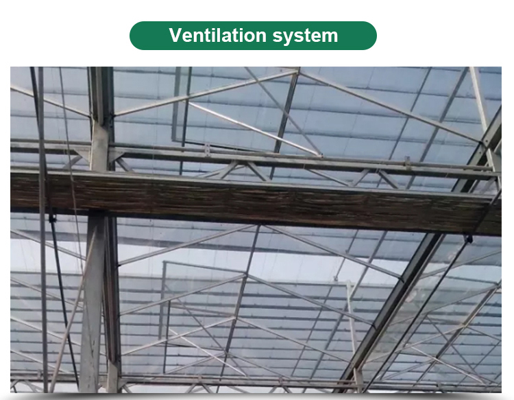 Optimize Tomato Production with 8m Width Glass Greenhouse and Farm Irrigation Systems