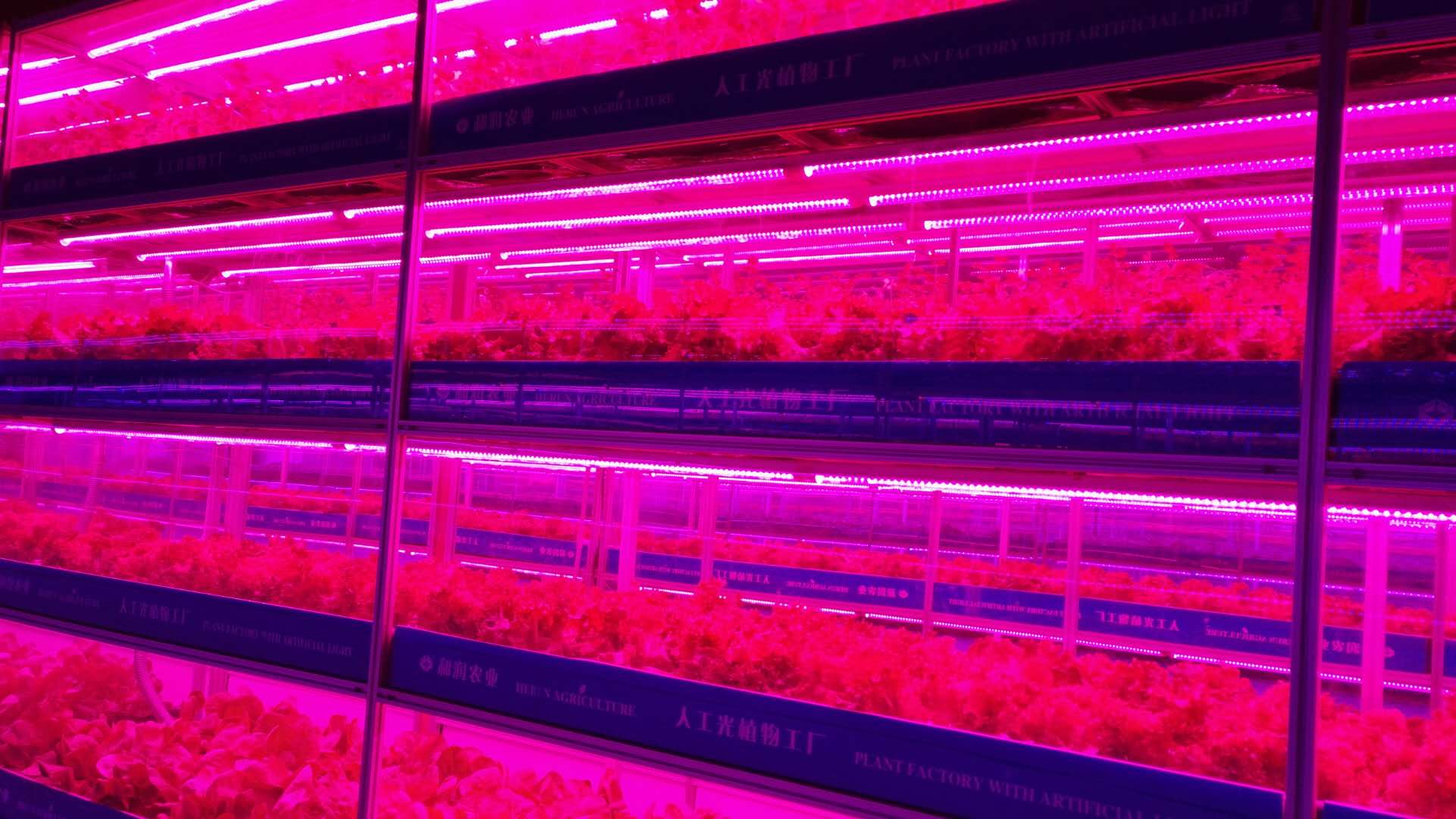 Greenhouse Agriculture Iot Vertical Factory For Modern Agriculture