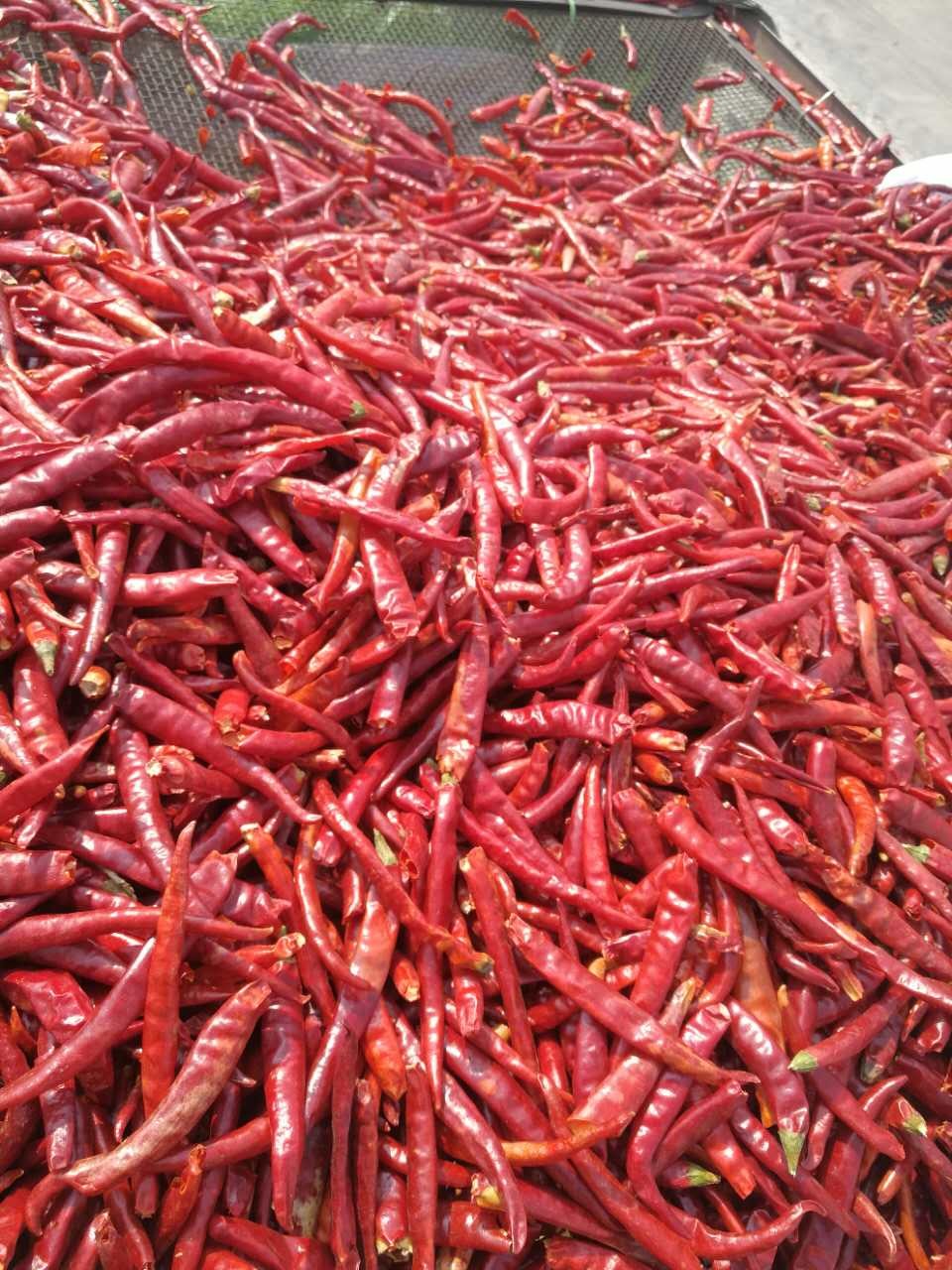 Single Herb Dried Whole Tianjin Red Chilies High SHU Spicy HACCP
