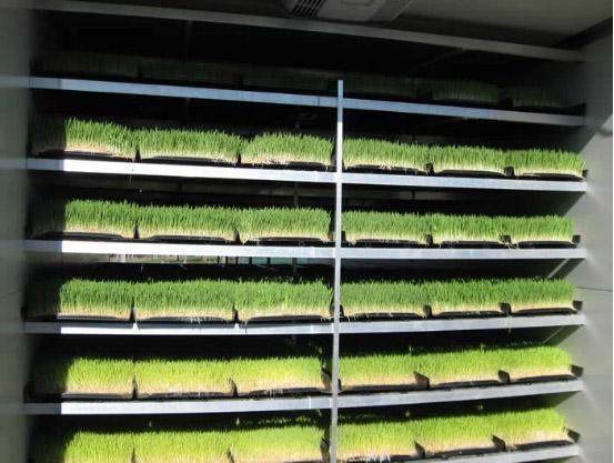 Container Forage Factory for Flower/Vegetable/Seed Breeding