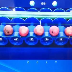 Automatic Hawthorn Fruit Sorting Machine With PLC Control Stainless Steel