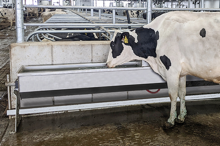 ISO9001 2008/CE/BV Certified Prefabricated Steel Beams H Beams Livestock Shed for Cow