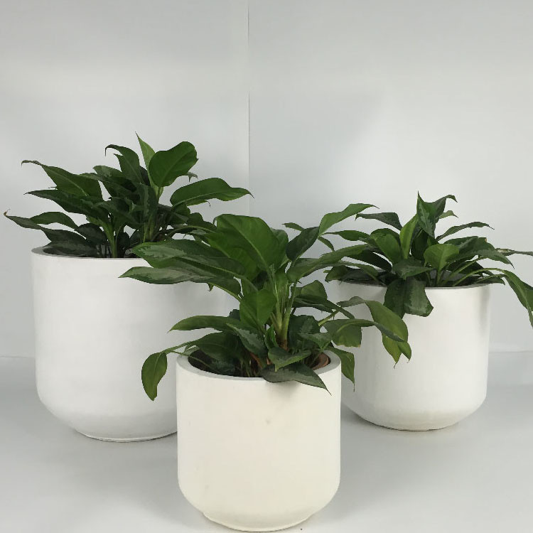 Wholesale Real Plant Display With Fiber Clay Planters Decoration