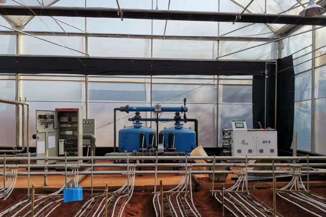 Tomato Cucumber Lettuce Growing System