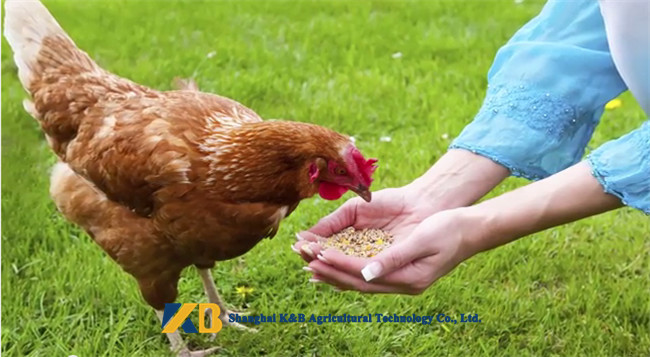 Plant Source Raw Brown Rice Protein Powder Feed Grade For Egg Chicken